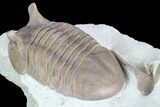 Asaphus Punctatus Trilobite - Russia #89062-4